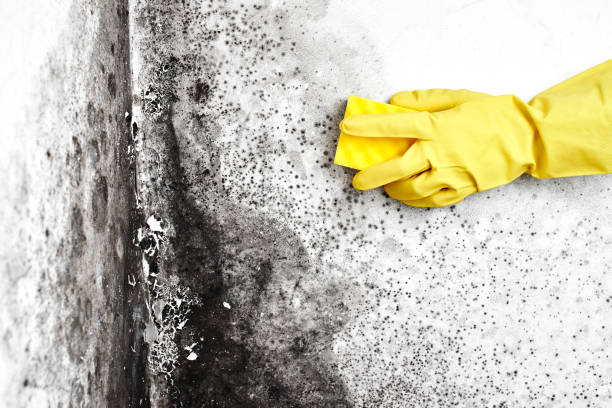 Mold Testing and Removal in Wrightsville Beach, NC