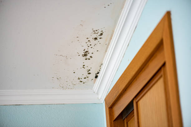 Best Toxic Mold Removal  in Wrightsville Beach, NC