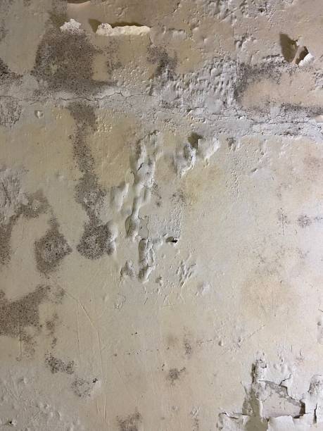 Best Residential Mold Removal  in Wrightsville Beach, NC