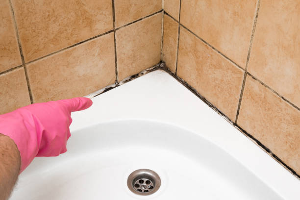 Best Mold Damage Repair  in Wrightsville Beach, NC